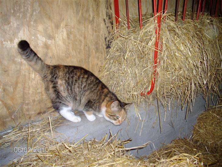 Huskat KITTY billede 3