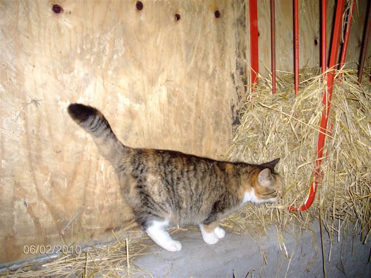 Huskat KITTY billede 4