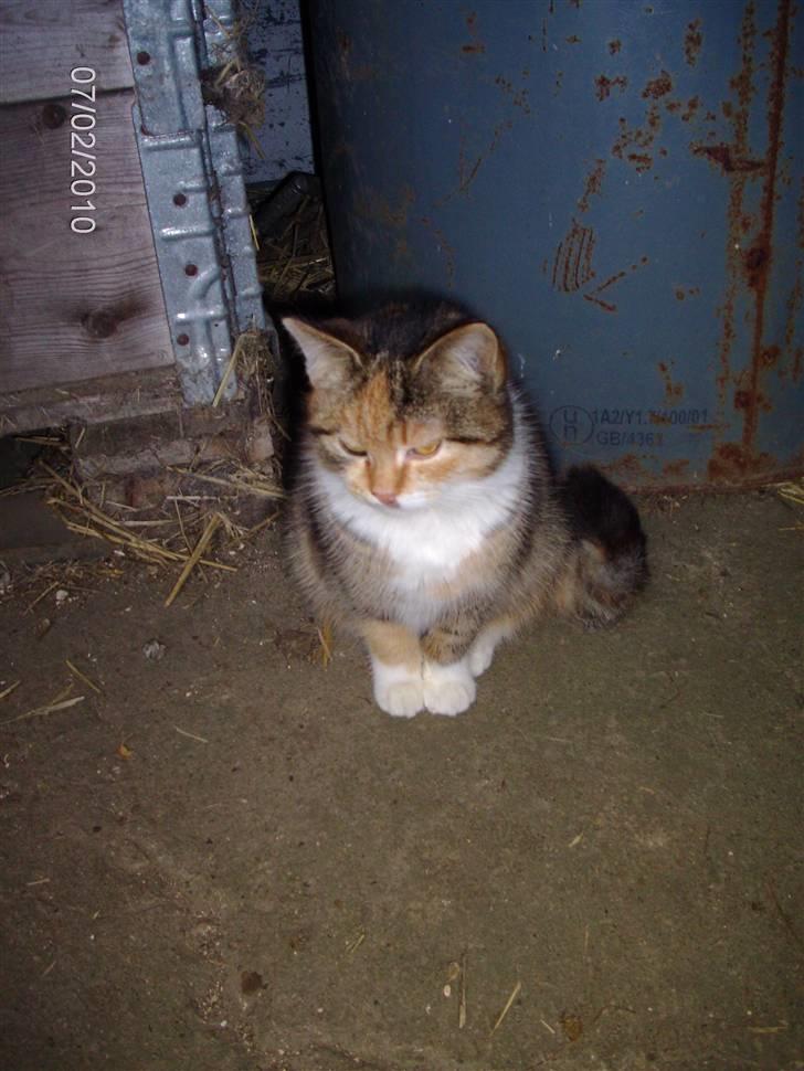 Huskat KITTY billede 5