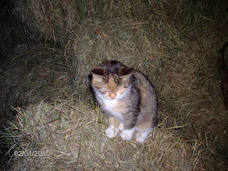 Huskat KITTY billede 6