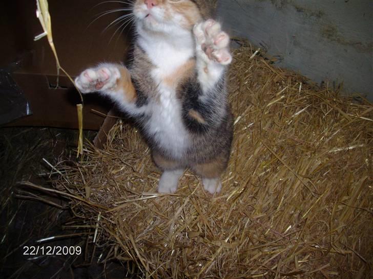 Huskat KITTY billede 7