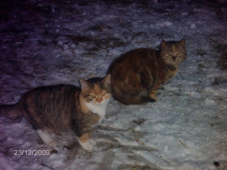 Huskat KITTY - Kitty sammen med Stjerne billede 8