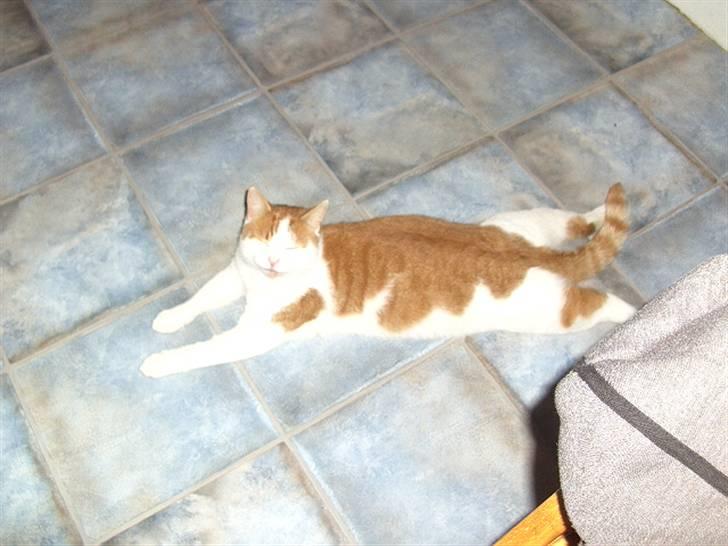 Blanding af racer Lucky-Tismis - her ligger han og flader den ud  billede 9