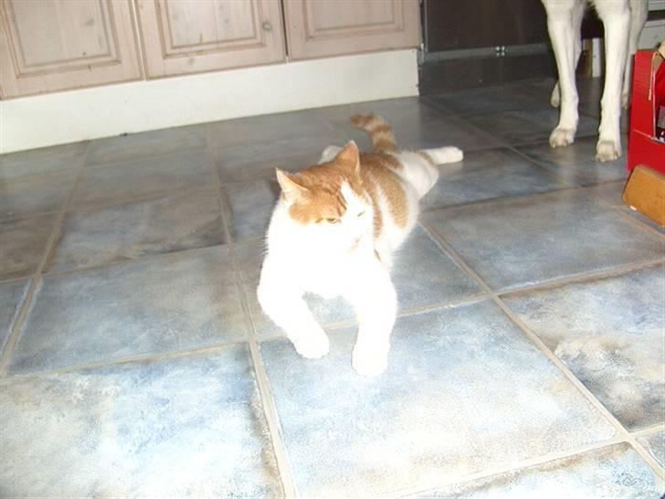 Blanding af racer Lucky-Tismis billede 2