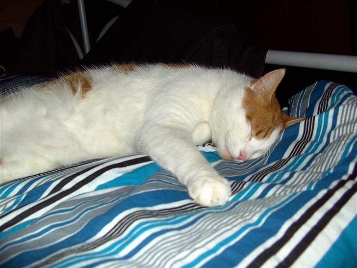 Blanding af racer Lucky-Tismis - orhh denne seng er bare så dejlig billede 4