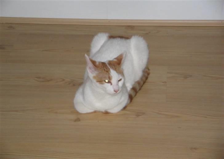 Huskat Bella billede 6