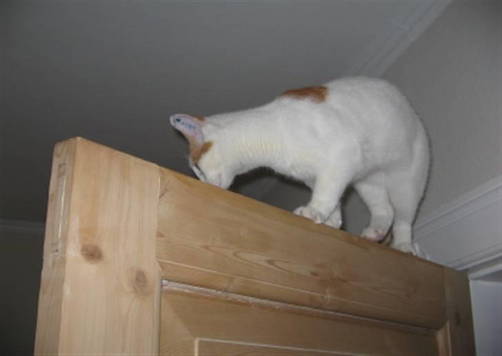 Huskat Bella billede 7