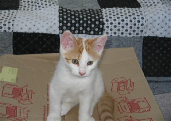 Huskat Bella billede 8