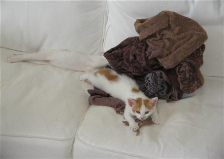 Huskat Bella billede 9