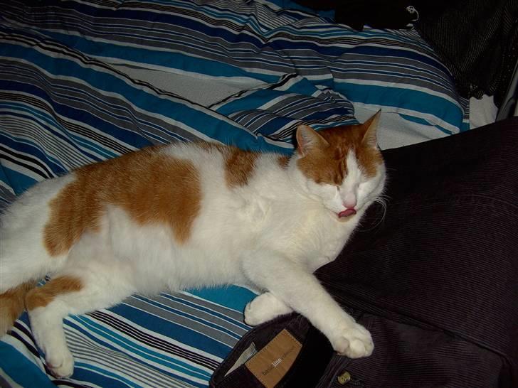 Blanding af racer Lucky-Tismis - denne seng er også blød og lækker billede 10