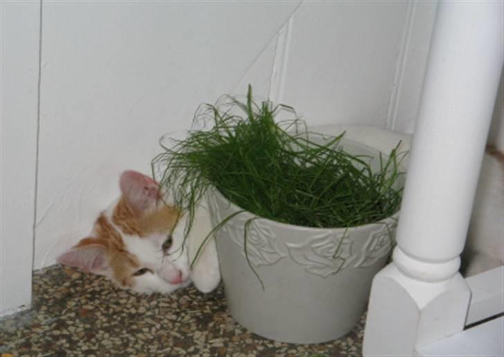 Huskat Bella billede 10