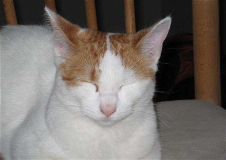 Huskat Bella billede 11