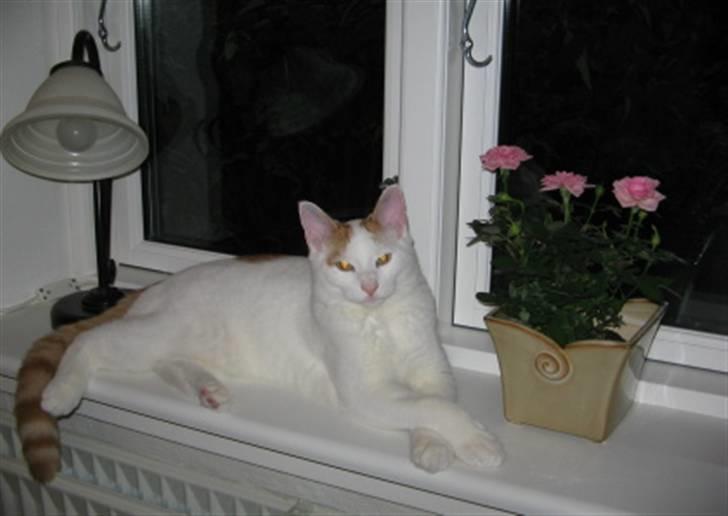 Huskat Willy (R.I.P.) billede 1