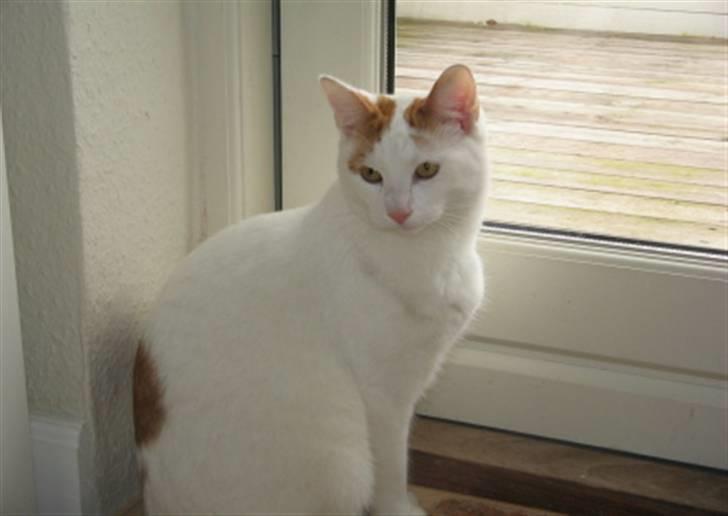 Huskat Willy (R.I.P.) billede 2