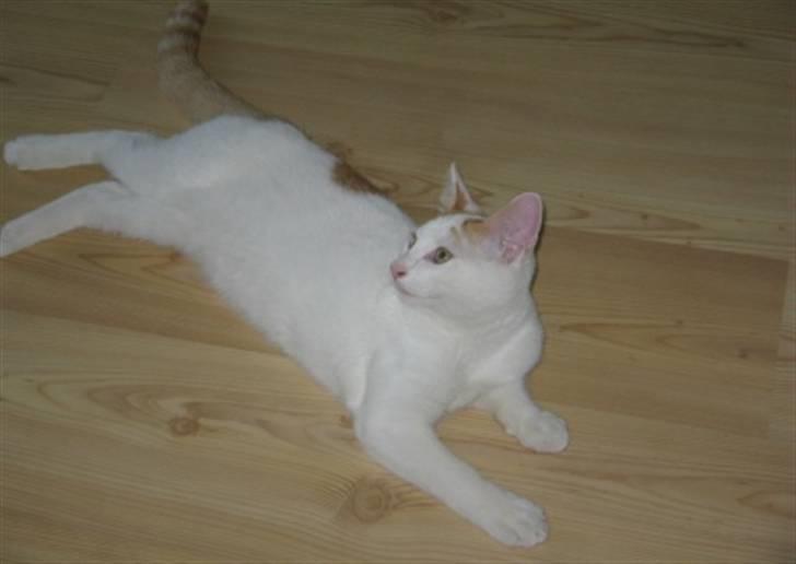 Huskat Willy (R.I.P.) billede 3