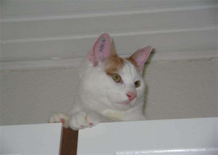 Huskat Willy (R.I.P.) billede 4