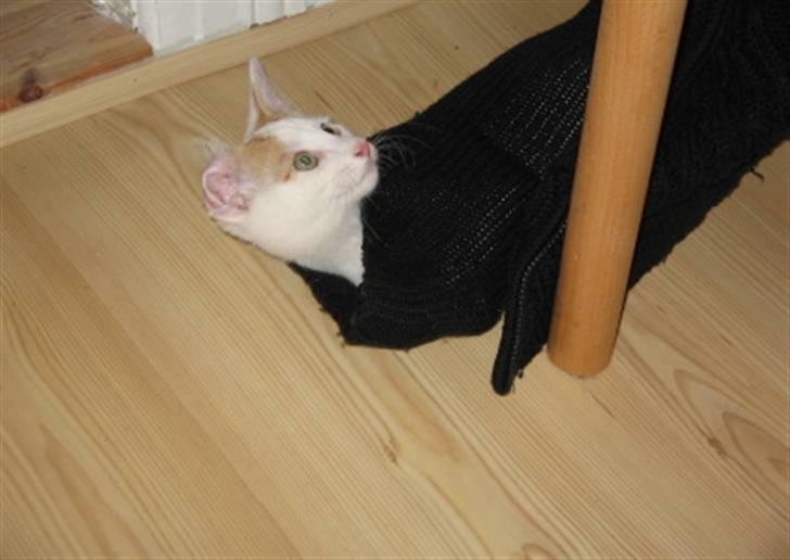 Huskat Willy (R.I.P.) billede 5