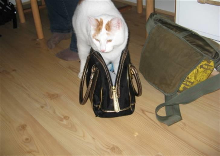 Huskat Willy (R.I.P.) billede 6