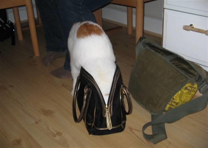 Huskat Willy (R.I.P.) billede 7