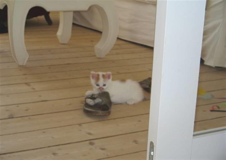 Huskat Willy (R.I.P.) billede 8