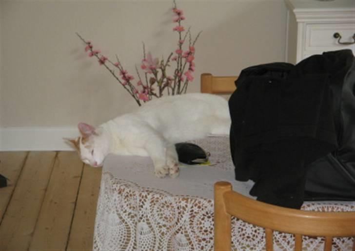 Huskat Willy (R.I.P.) billede 9