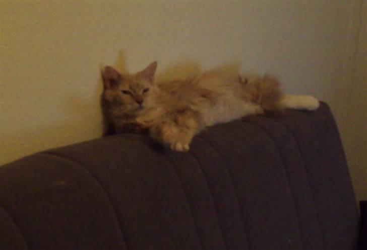 Maine Coon Creamy billede 2