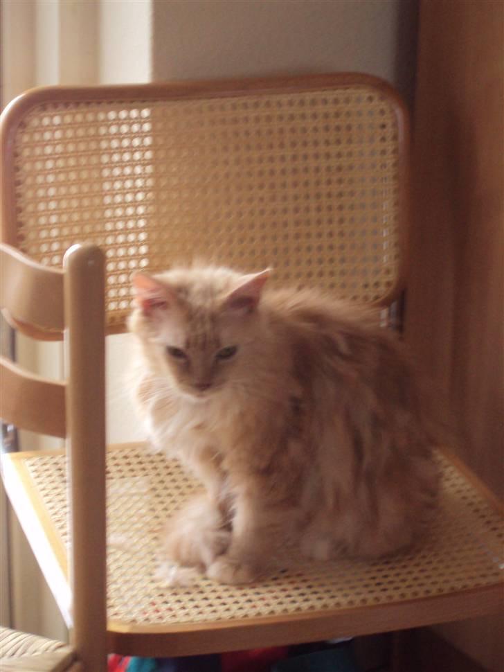 Maine Coon Creamy - i er i gang med at ordne pels.. men er ikke så meget for det...  billede 3