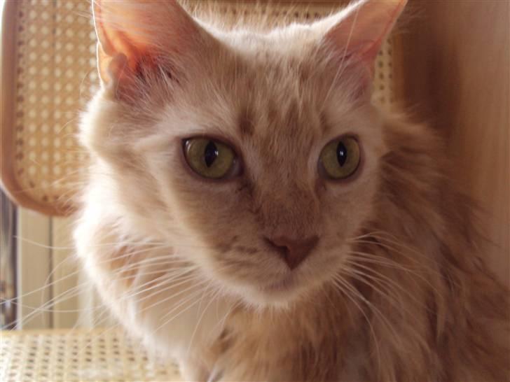 Maine Coon Creamy billede 4