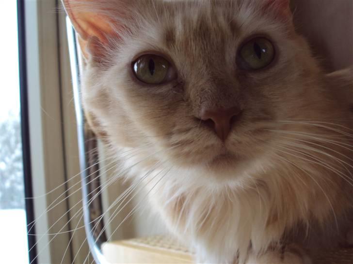 Maine Coon Creamy billede 5