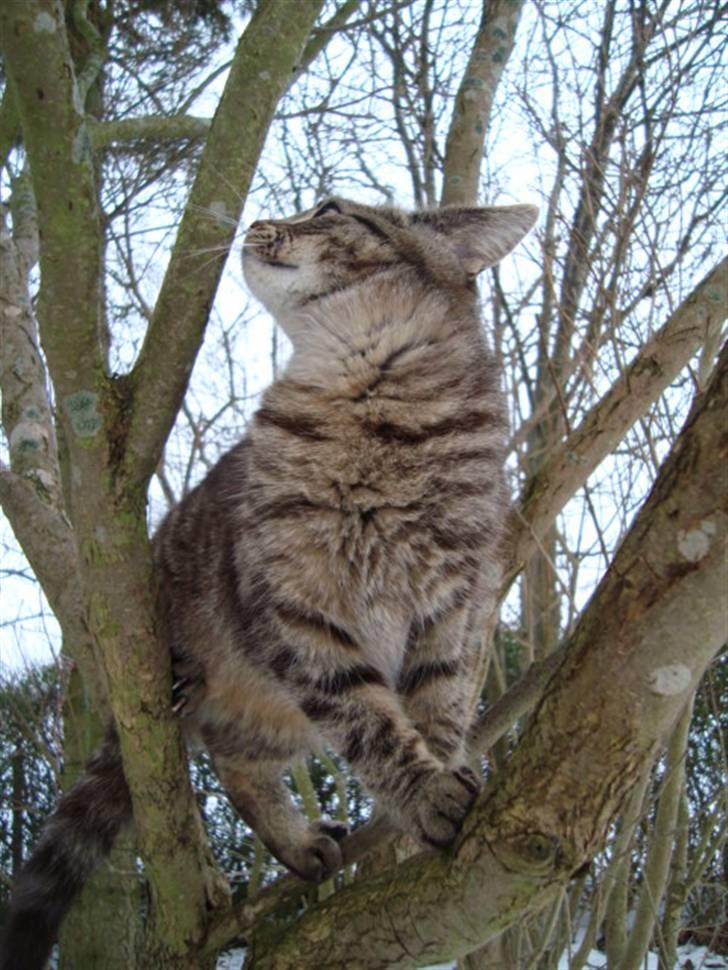 Blanding af racer Tilde billede 16