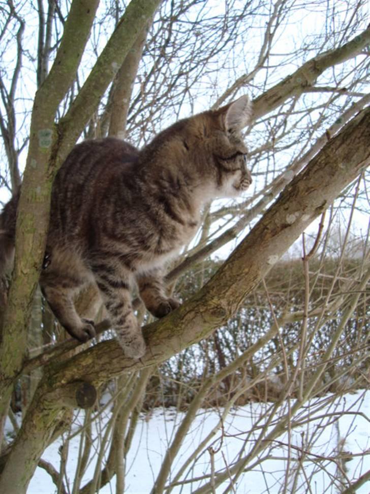 Blanding af racer Tilde billede 17