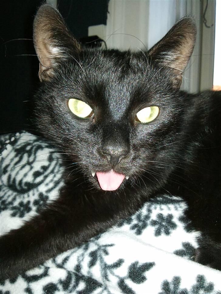 Huskat ozzy :) - ozzy :) billede 1