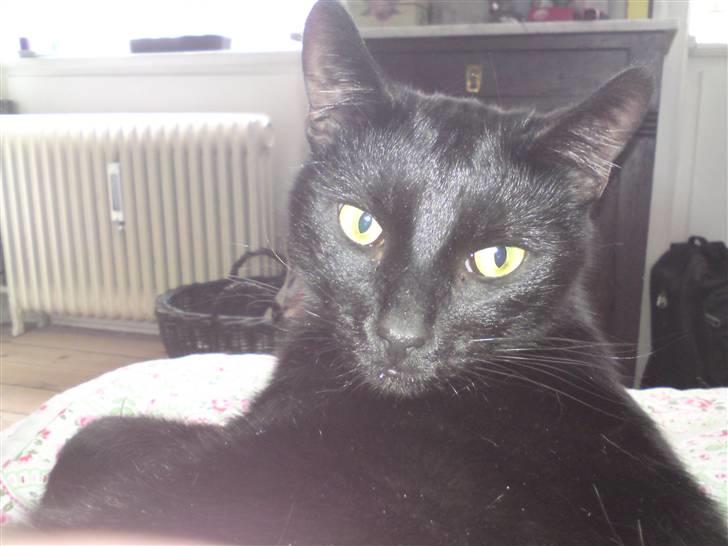 Huskat ozzy :) - ozz billede 2