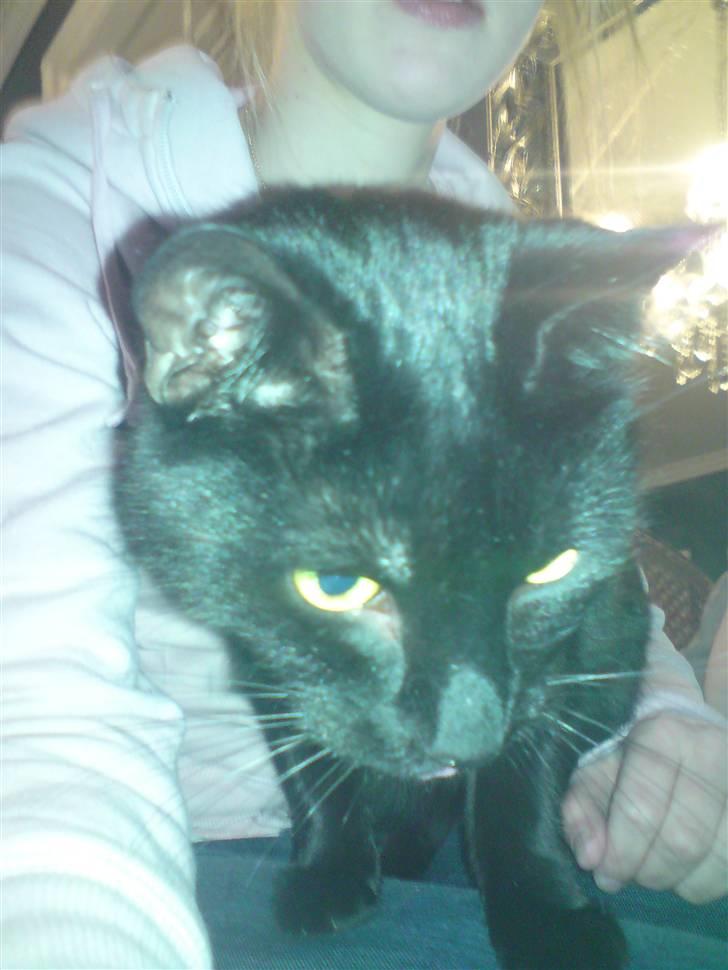 Huskat ozzy :) - ozzy :) billede 3