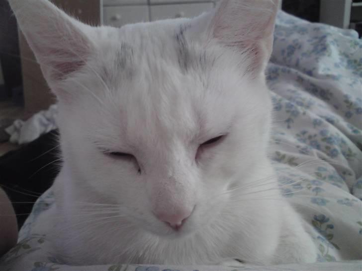 Huskat missepigen R.I.P :( billede 1