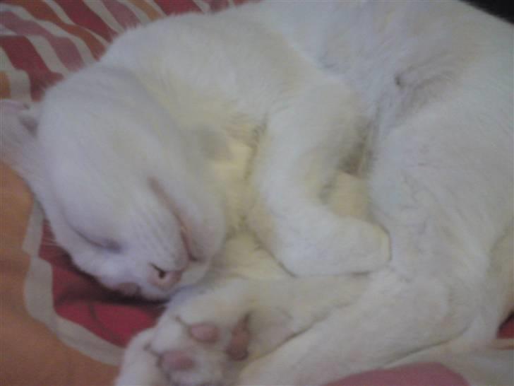 Huskat missepigen R.I.P :( billede 2