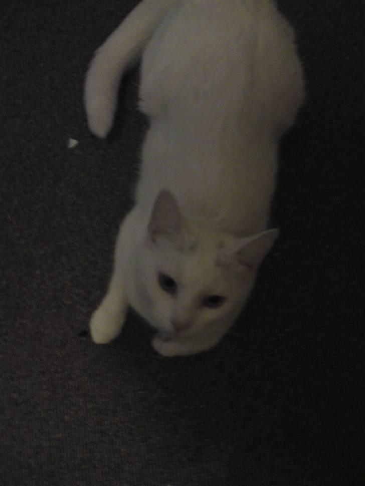 Huskat missepigen R.I.P :( billede 3