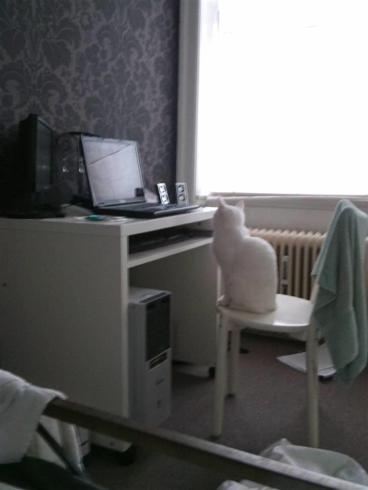 Huskat missepigen R.I.P :( billede 4