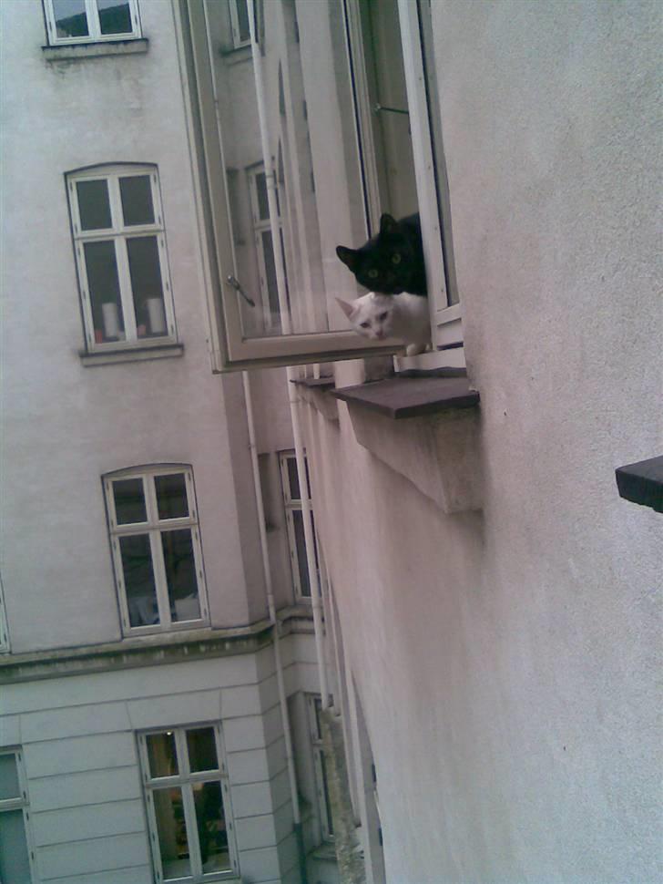 Huskat missepigen R.I.P :( billede 5