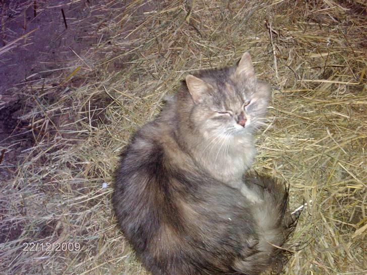 Blanding af racer Perle billede 1