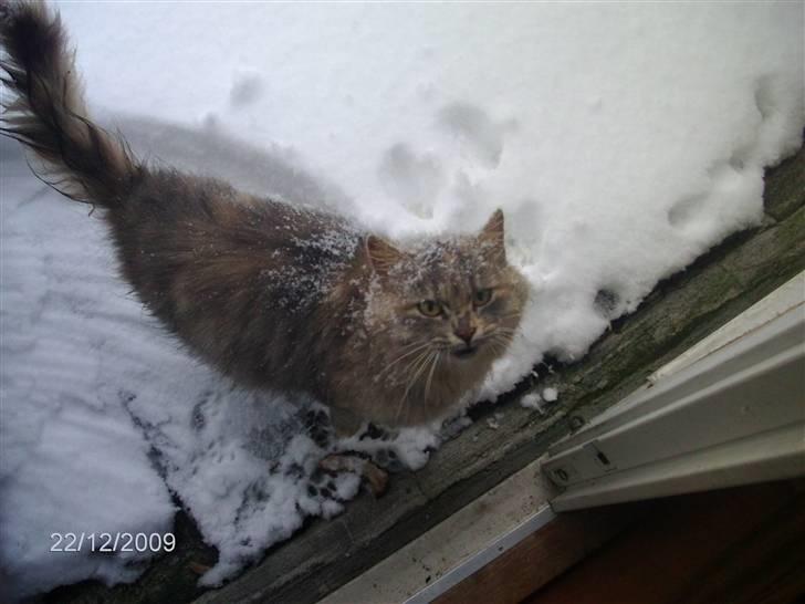 Blanding af racer Perle billede 2