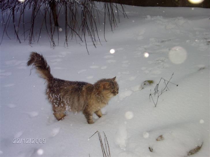 Blanding af racer Perle billede 3