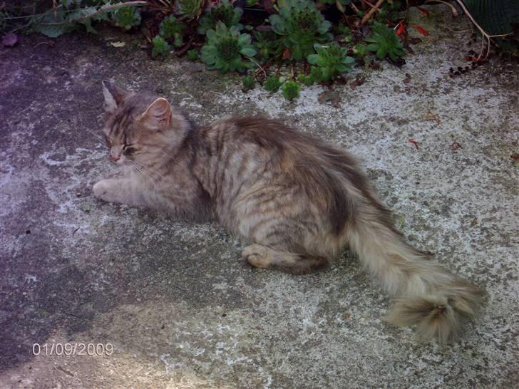 Blanding af racer Perle billede 4