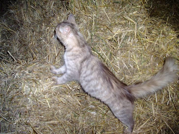 Blanding af racer Perle billede 5