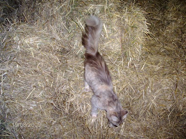 Blanding af racer Perle billede 6