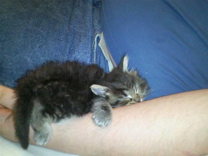 Blanding af racer Elmo billede 1