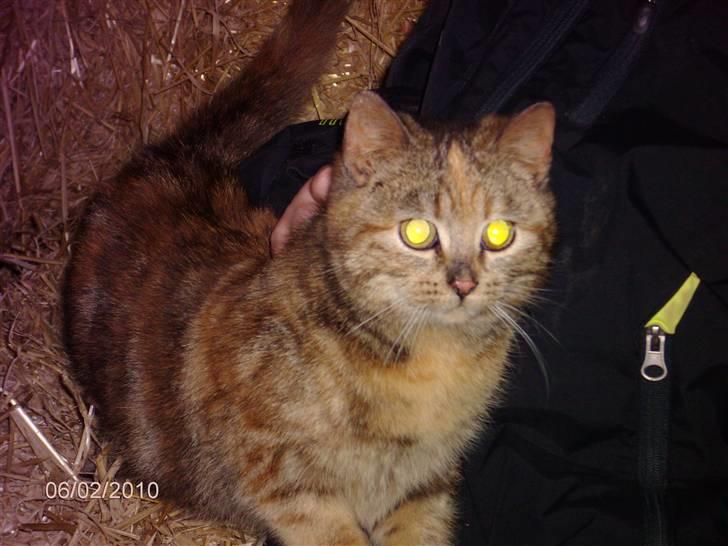 Huskat STJERNE billede 1