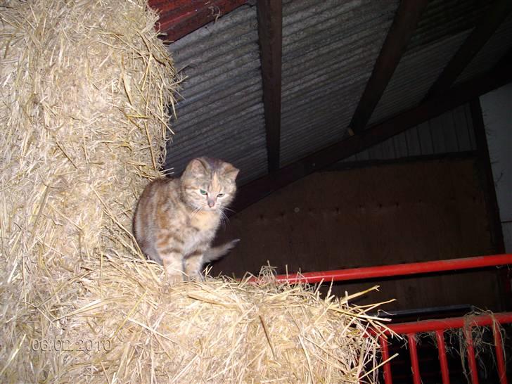 Huskat STJERNE billede 2