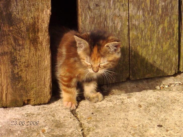 Huskat STJERNE billede 4