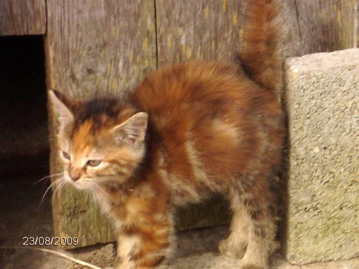 Huskat STJERNE billede 5